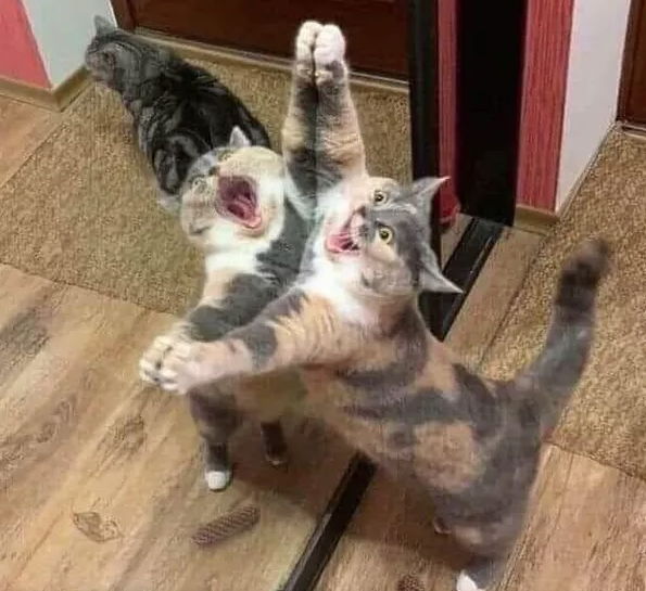 Illustration de l'article : 10 chats hilarants qui découvrent leur reflet dans un miroir