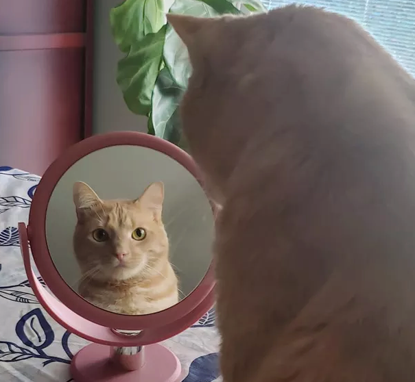 Illustration de l'article : 10 chats hilarants qui découvrent leur reflet dans un miroir