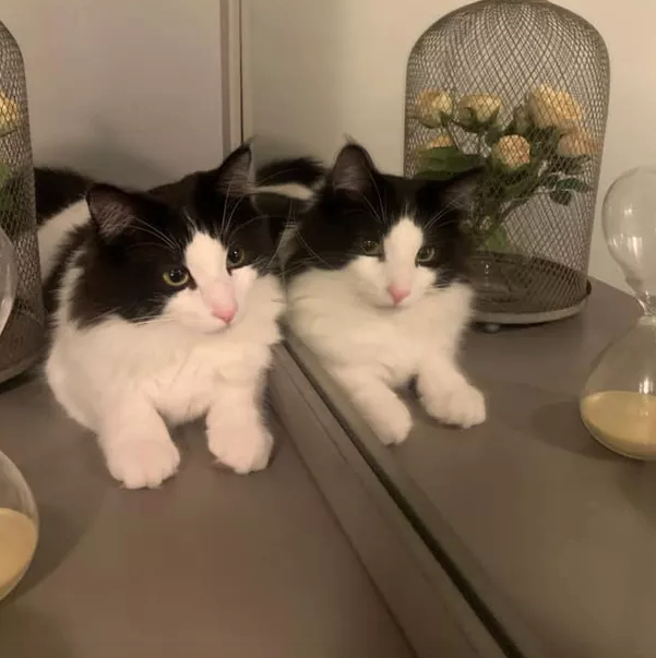 Illustration de l'article : 10 chats hilarants qui découvrent leur reflet dans un miroir