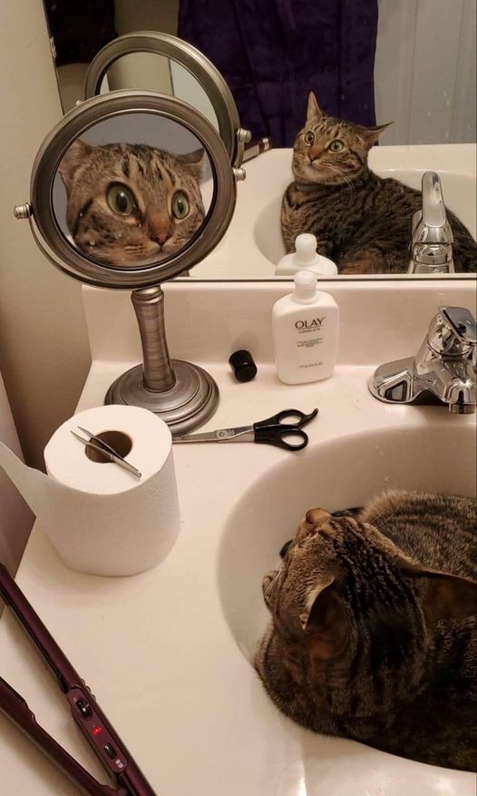 Illustration de l'article : 10 chats hilarants qui découvrent leur reflet dans un miroir