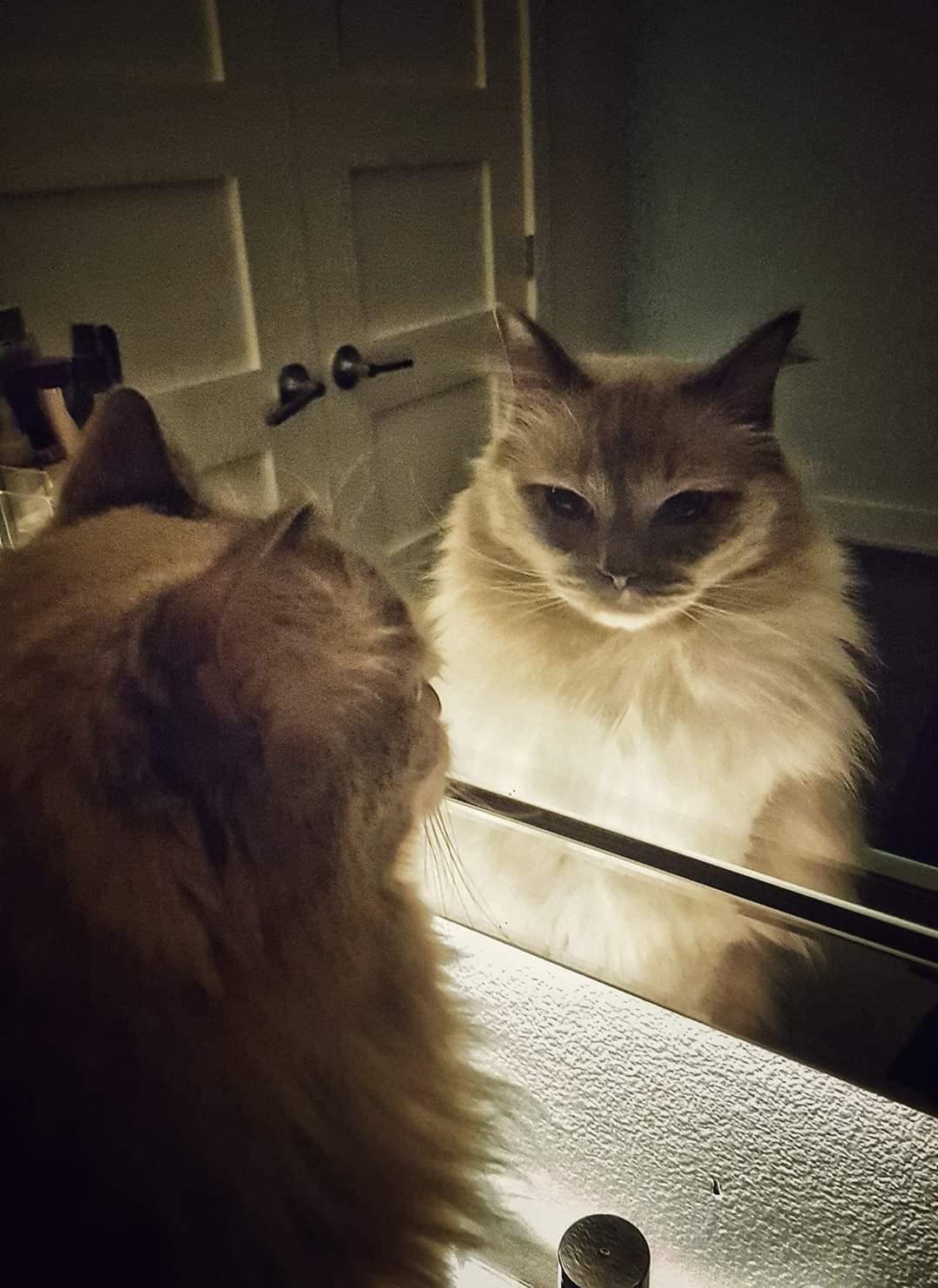 Illustration de l'article : 10 chats hilarants qui découvrent leur reflet dans un miroir