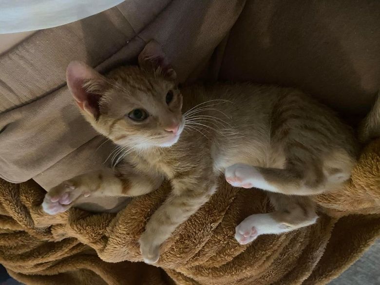 Illustration de l'article : Affolé, un chaton enfermé dans un sac-poubelle a frôlé la benne à ordures