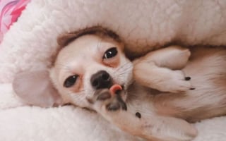 Illustration de l'article : 15 photos attendrissantes de chiens et de chats qui sont les trésors les plus précieux de leurs propriétaires