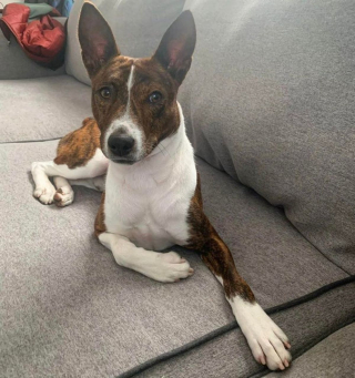 Illustration de l'article : 18 photos prises par des amateurs de Basenji