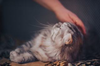 Illustration de l'article : A l’approche de la Journée internationale du chat, Royal Canin dévoile les résultats de son enquête sur le bien-être animal en France