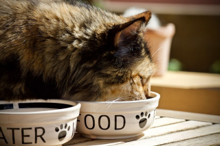 Illustration de l'article : A l’approche de la Journée internationale du chat, Royal Canin dévoile les résultats de son enquête sur le bien-être animal en France