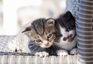 Illustration de l'article : A l’approche de la Journée internationale du chat, Royal Canin dévoile les résultats de son enquête sur le bien-être animal en France