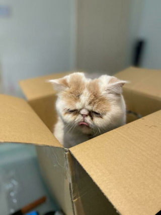 Illustration de l'article : 15 photos de chats qui tirent la langue