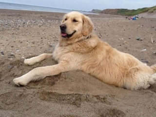 Illustration de l'article : Un chauffeur de taxi généreux propose ses services pour emmener un chien malade à son endroit préféré