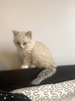 Illustration de l'article : 18 clichés de Ragdoll, ce chat d'intérieur idéal