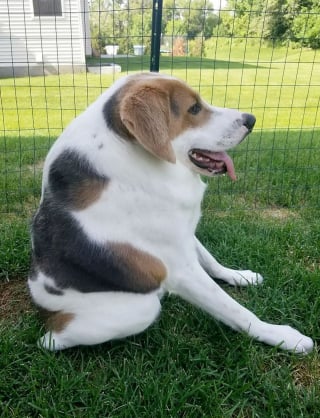 Illustration de l'article : L'histoire surprenante de Cooper, un chien né avec une demi-colonne vertébrale