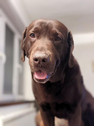 Illustration de l'article : 20 photos de Labradors à l'expression joviale et amicale