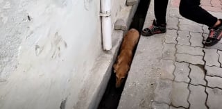 Illustration de l'article : Blessée et terrifiée, cette chienne découverte dans un caniveau goûte au bonheur pour la première fois