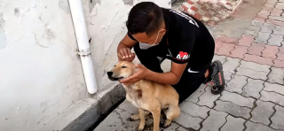 Illustration de l'article : Blessée et terrifiée, cette chienne découverte dans un caniveau goûte au bonheur pour la première fois