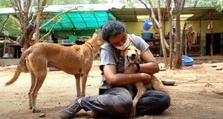Illustration de l'article : Blessée et terrifiée, cette chienne découverte dans un caniveau goûte au bonheur pour la première fois