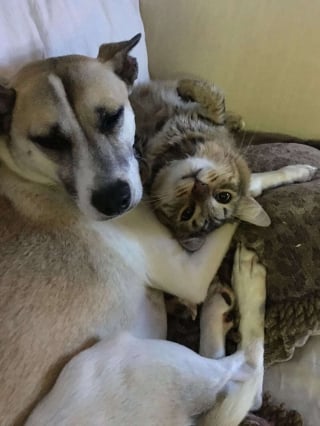 Illustration de l'article : Pour aider son chien à combattre son anxiété, elle décide d'adopter un chaton