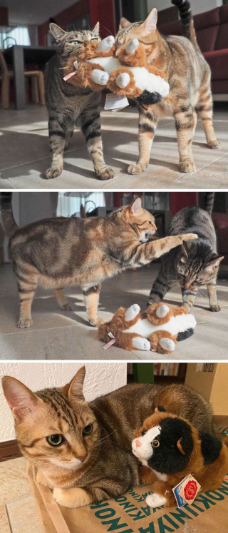Illustration de l'article : 17 animaux pour qui un jouet, c'est sacré !