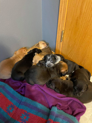 Illustration de l'article : L'histoire émouvante d'une chienne et de chiots orphelins unis dans la tragédie
