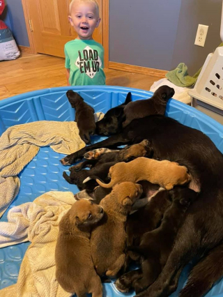 Illustration de l'article : L'histoire émouvante d'une chienne et de chiots orphelins unis dans la tragédie