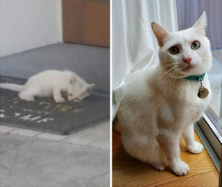 Illustration de l'article : 20 photos de chats errants qui ont survécu grâce à l'amour
