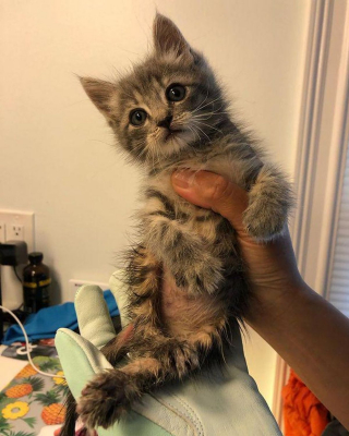 Illustration de l'article : Doté d'une volonté de fer, ce chaton retrouvé avec le bassin cassé s'entraîne à marcher normalement