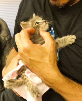 Illustration de l'article : Doté d'une volonté de fer, ce chaton retrouvé avec le bassin cassé s'entraîne à marcher normalement