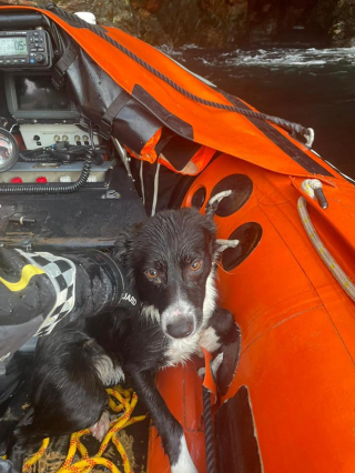 Illustration de l'article : Les gardes-côtes lancent une opération de sauvetage pour récupérer un chien victime d'une chute de 60 mètres