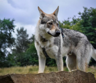 Illustration de l'article : Une passionnée des chiens-loups dresse le portrait de son compagnon à 4 pattes fidèle, intelligent... mais effrayé par les chats