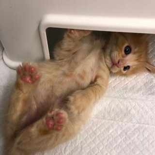 Illustration de l'article : Un chaton errant âgé de quelques jours se transforme en un chat épanoui avec l'aide d'une famille d'accueil