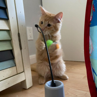 Illustration de l'article : Un chaton errant âgé de quelques jours se transforme en un chat épanoui avec l'aide d'une famille d'accueil