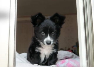 Illustration de l'article : Une chienne bienveillante refuse de quitter le chevet d'un chiot gravement malade