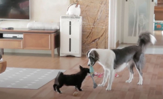 Illustration de l'article : Une chienne bienveillante refuse de quitter le chevet d'un chiot gravement malade