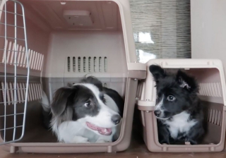 Illustration de l'article : Une chienne bienveillante refuse de quitter le chevet d'un chiot gravement malade