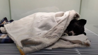 Illustration de l'article : Une chienne bienveillante refuse de quitter le chevet d'un chiot gravement malade