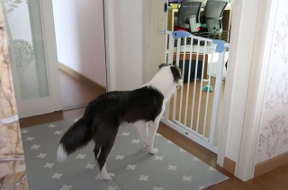 Illustration de l'article : Une chienne bienveillante refuse de quitter le chevet d'un chiot gravement malade