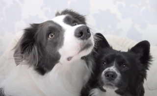 Illustration de l'article : Une chienne bienveillante refuse de quitter le chevet d'un chiot gravement malade