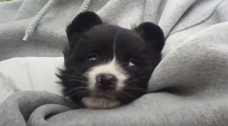 Illustration de l'article : Une chienne bienveillante refuse de quitter le chevet d'un chiot gravement malade