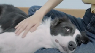 Illustration de l'article : Une chienne bienveillante refuse de quitter le chevet d'un chiot gravement malade
