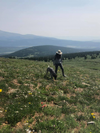 Illustration de l'article : Un chien de détection aide une chercheuse à sauver les bourdons en localisant leurs nids