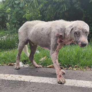 Illustration de l'article : 15 photos illustrant la métamorphose d'un chien triste et malade en un compagnon heureux et vigoureux