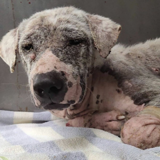 Illustration de l'article : 15 photos illustrant la métamorphose d'un chien triste et malade en un compagnon heureux et vigoureux
