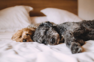 Illustration de l'article : Spotify propose des contenus audio pour divertir et relaxer votre chien en musique