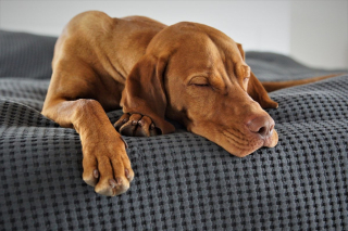Illustration de l'article : Spotify propose des contenus audio pour divertir et relaxer votre chien en musique