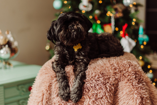 Illustration de l'article : L'I-CAD lance son premier calendrier de l'Avent pour gâter les propriétaires et leurs animaux