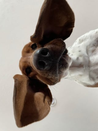 Illustration de l'article : 17 photos adorables de chiens regardant vers le bas