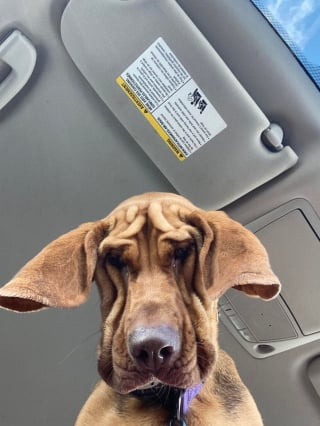 Illustration de l'article : 17 photos adorables de chiens regardant vers le bas