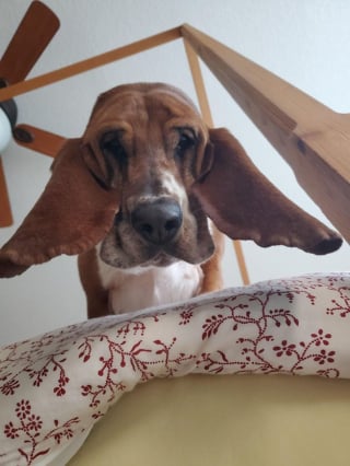 Illustration de l'article : 17 photos adorables de chiens regardant vers le bas