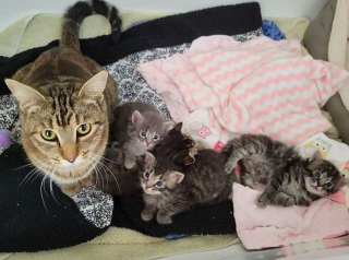 Illustration de l'article : En revenant vers la dame qui a aidé ses chatons, cette chatte dit adieu à la rue