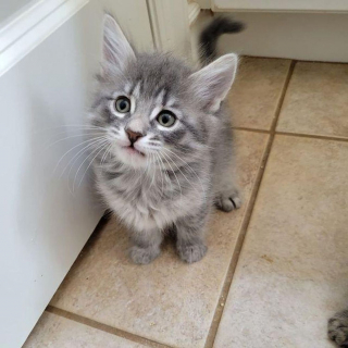 Illustration de l'article : En revenant vers la dame qui a aidé ses chatons, cette chatte dit adieu à la rue