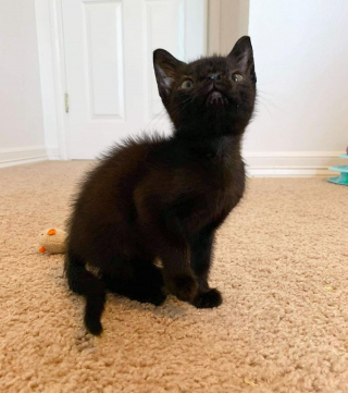 Illustration de l'article : Un chaton atteint d'une malformation faciale et de plusieurs maladies se révèle un courageux battant